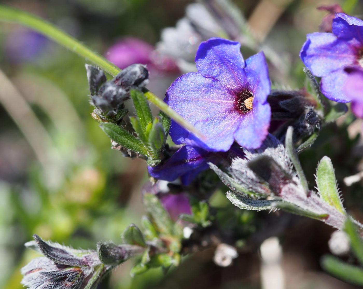 Gromwell, Shrubby leaf